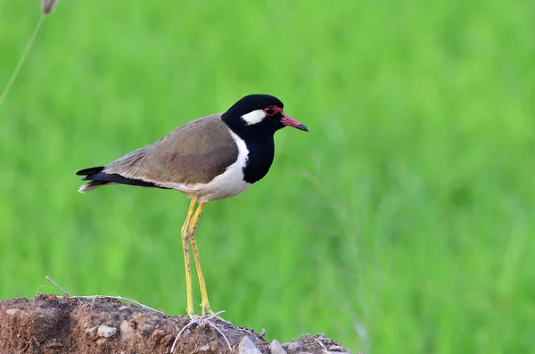 Lapwing Rojo Wattled Pie Con Detalles Iluminación Agradable Fondo Vanellus —  Fotos de Stock