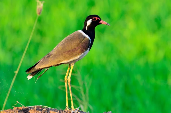 Red-wattled Lapwing standing with head to toe details and nice lighting and background, Vanellus indicus, bird