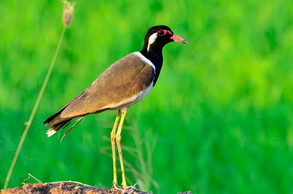 Краснокрылый Lapwing Стоя Головой Ног Детали Хорошее Освещение Фон Vanellus — стоковое фото