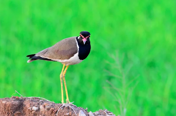 Lapwing Rojo Wattled Pie Con Detalles Cabeza Los Pies Vanellus —  Fotos de Stock