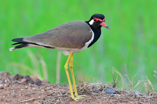 Рыжеволосый Lapwing Стоя Рисовом Поле Зеленой Рисовой Фермой Фон Смотреть — стоковое фото