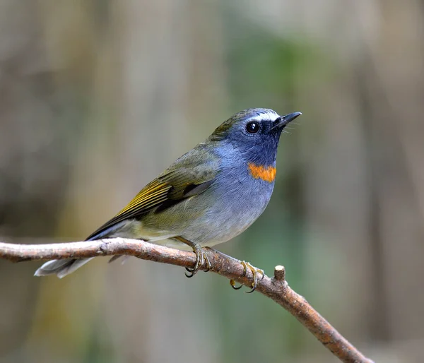 Rufous Gorgeted Flycatcher Ficedula Strophiata Siedzący Gałęzi Piórami Szczegóły Ptak — Zdjęcie stockowe