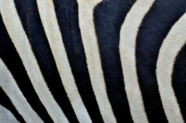 Нежная Черно Белая Текстура Кожи Зебры — стоковое фото