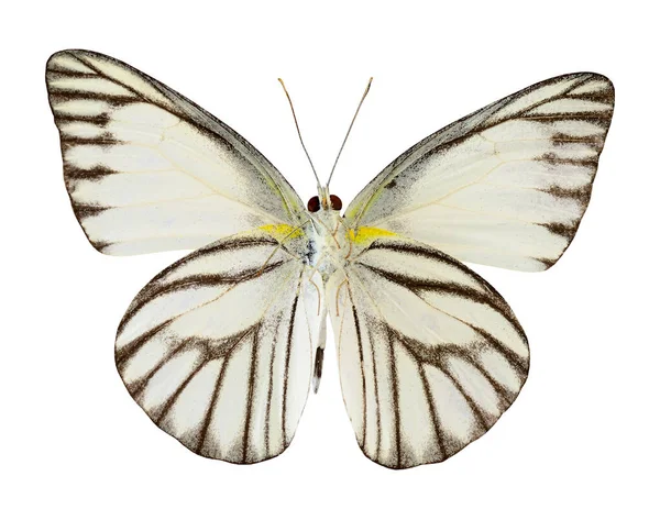 Proužkovaný Albatros Motýl Appais Olferna Swinhow Spodní Křídlo Profil Izolovaný — Stock fotografie