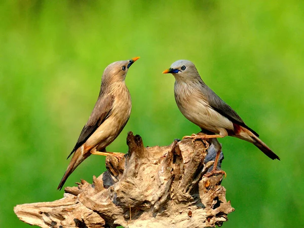Sweet Pair Chestnut Tail Starling Birds Sturnus Malabaricus Menggoda Satu — Stok Foto