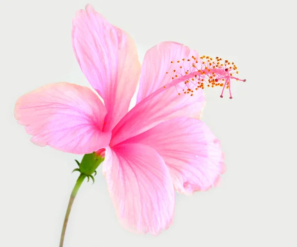 Bella Rosa Fiore Ibisco Isolato Sfondo Bianco — Foto Stock