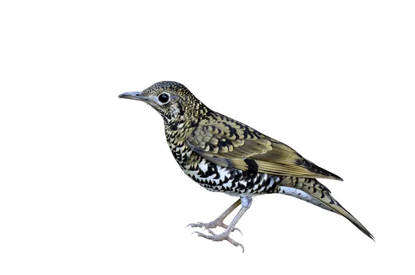 ดของ Scaly Thrush บนพ นหล ขาวโดดเด — ภาพถ่ายสต็อก