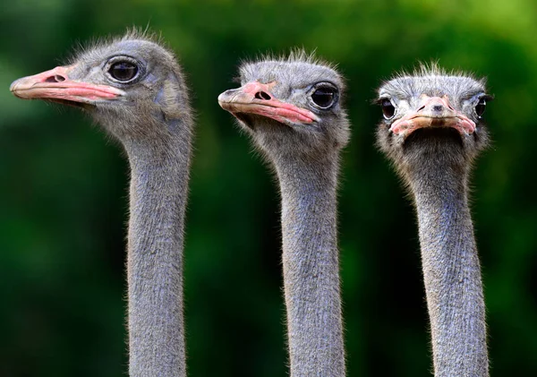 Triplo Cabeças Avestruz Closeup Com Aparência Engraçada — Fotografia de Stock