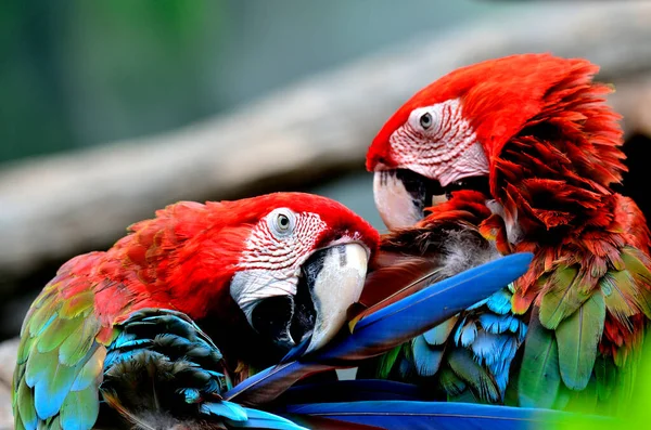 Deux Oiseaux Aras Ailes Vertes Nettoyant Leurs Plumes — Photo