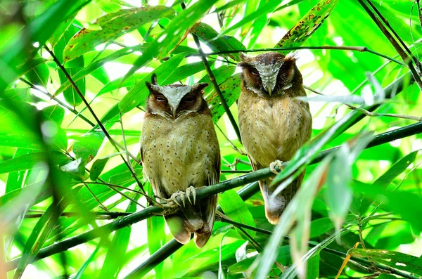 Two White Fronted Scops Owls Stick Together Bamboo Tree — Stock Photo, Image