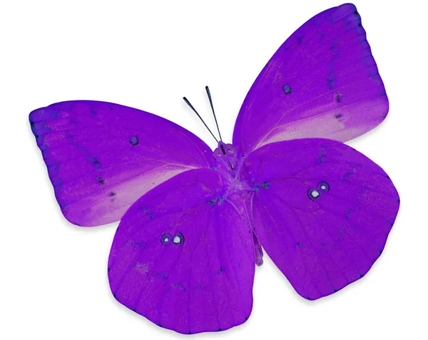 Violet Butterfly Lemon Emigran Color Transparency Profile Isolated White Background — Stock Photo, Image