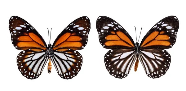 Putih Tiger Butterfly Baik Profil Sayap Bawah Dan Atas Dalam — Stok Foto