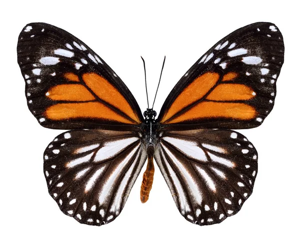 Putih Tiger Butterfly Profil Sayap Atas Dalam Warna Alami — Stok Foto