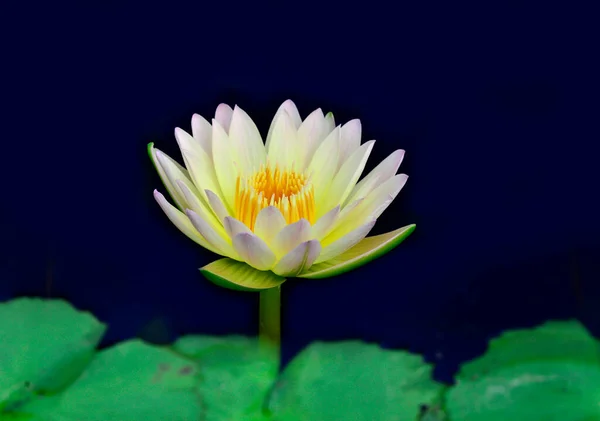 Flor Lótus Waterlily Branco Com Folhas Verdes Primeiro Plano — Fotografia de Stock