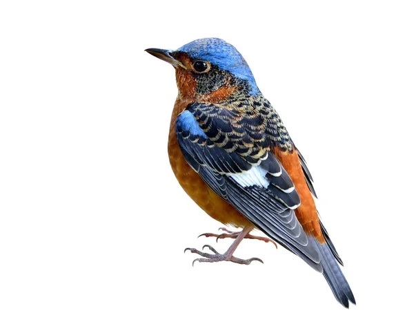 Λευκό Throated Rock Thrush Πουλί Απομονώνονται Λευκό Φόντο — Φωτογραφία Αρχείου