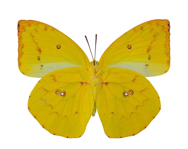 Mariposa Amarilla Emigrante Limón Perfil Ala Inferior Aislado Sobre Fondo —  Fotos de Stock