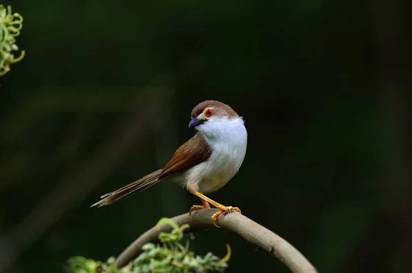 Babbler Ojos Amarillos Hermoso Pájaro Con Ojos Rojos Rama Con — Foto de Stock