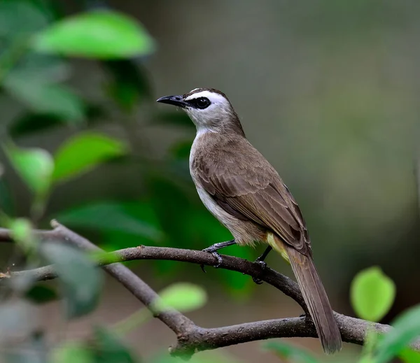 Yellow Vented Bulbul Pycnonotus Goiavier Bird Thailand Flavescent Olive Wings — 스톡 사진