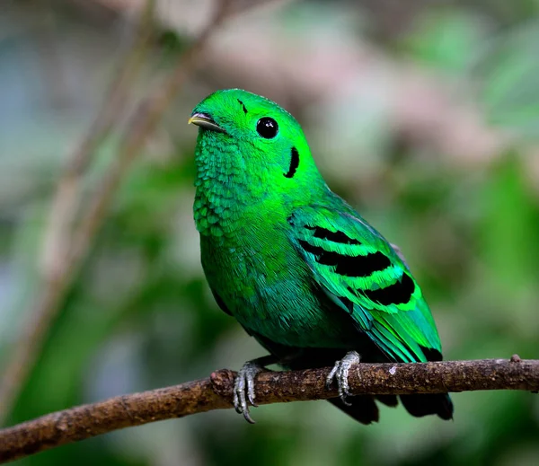 Green Broadbill Fugl Livaktig Grønn Farge Calptomena Viridis Fugl stockbilde