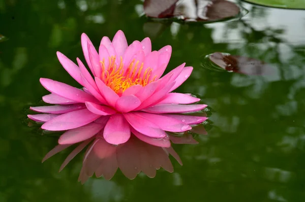 Pink Lotus Flower Water Lily Water Reflection Stock Photo