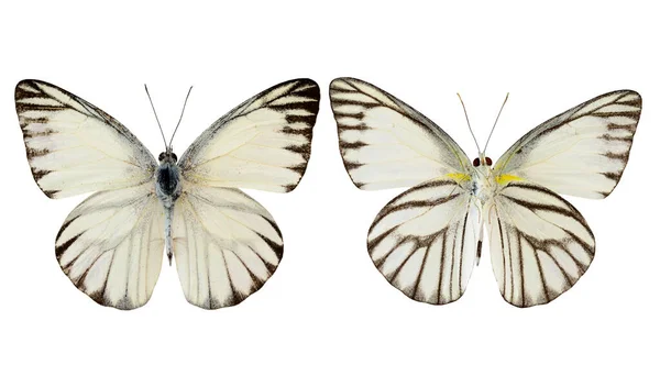 Striped Albatross Butterfly Appais Olferna Swinhow Both Upper Lower Wing — Stock Photo, Image