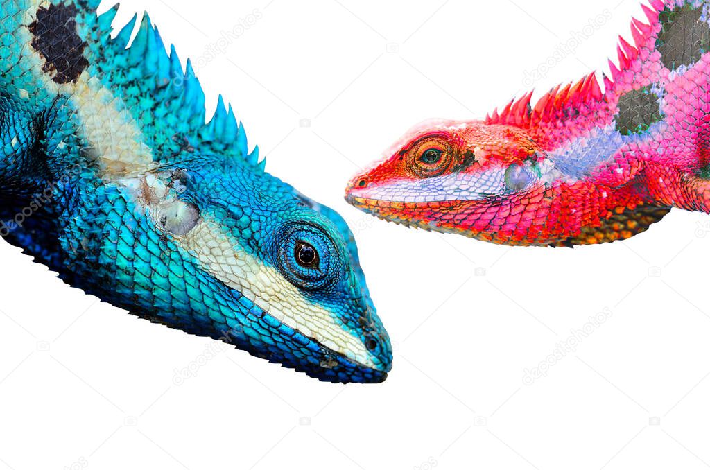 Colorful Transparency of Blue lizard to Red (lacerta viridis)