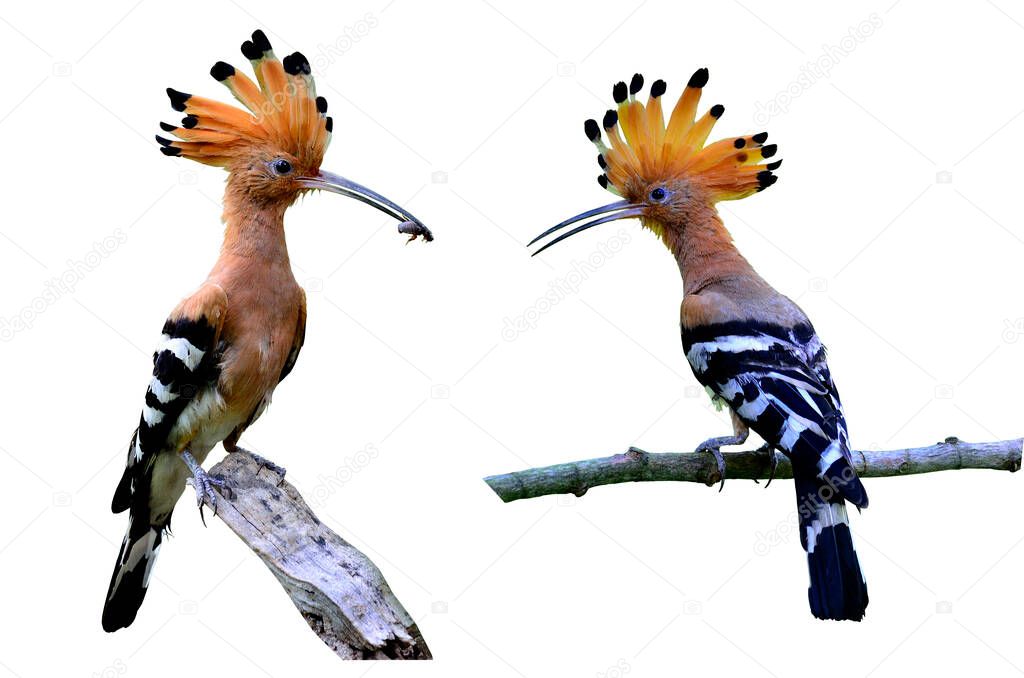 Common Hoopoe or Eurasian Hoopoe on the isolated white background