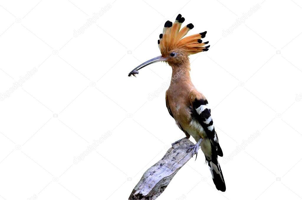 Eurasian Hoopoe or Common Hoopoe with food in mouth about to feed chickens in its nest on isolated white background