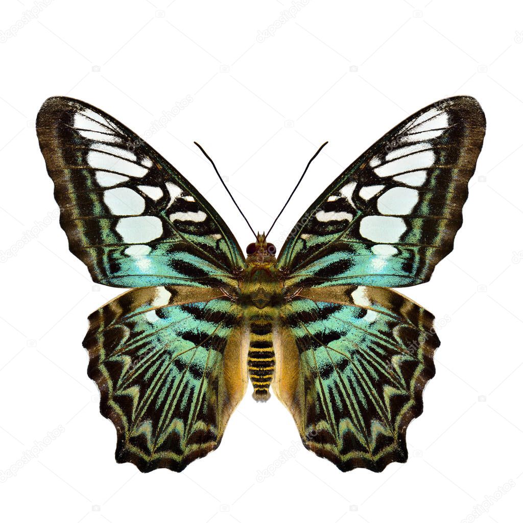 Green camouflage with golden stripe body butterfly in natural color isolated on white background, the Clipper (Parthenos sylvia)