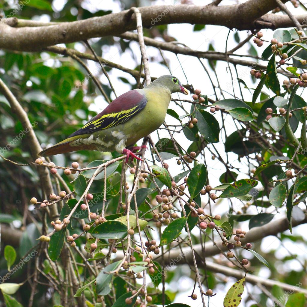 Male of Thick-billed green Pigeon (treron curvirostra) thick bill green pigeon with plenty of ripe fig fruits on the tree