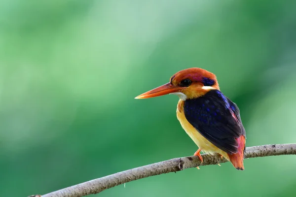 流れの中で釣りをしながら オレンジから赤羽とくちばしと黒の翼を持つカラフルな鳥は細かい緑の背景に枝に横たわって 東洋のドワーフのカワセミ — ストック写真