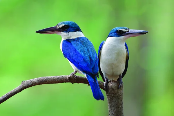 Exóticas Belas Aves Azuis Doce Momento Par White Colarinho Mangrove — Fotografia de Stock