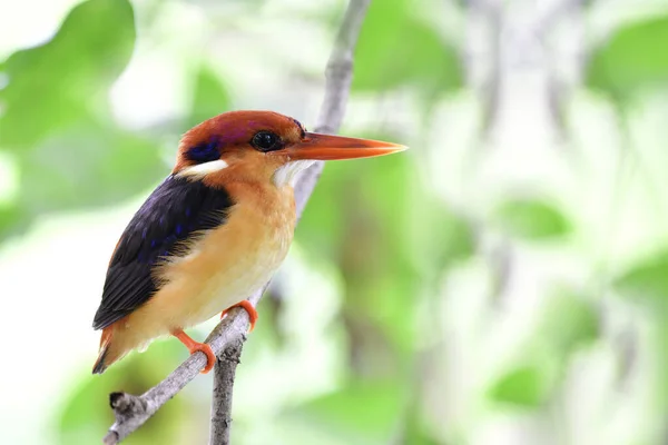 Juvenil Anão Oriental Kingfisher Poleiro Ramo Fino Sob Cobertura Arbustiva — Fotografia de Stock