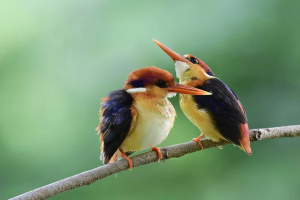 Pair Black Backed Oriental Dwarf Kingfisher Teasing Each Other Dueing — Stock Photo, Image