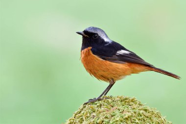 Daurian Redstart, güzel turuncu göbekli, gümüş başlı ve siyah yüzlü kuş yeşil yosun direğine tünemiş, arka planda bulanık