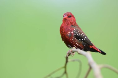 Tayland 'ın en canlı ve güzel yerleşik kırmızı kuşu yeşil pirinç çiftliğinin arka planında tünemekte, kırmızı avadavat