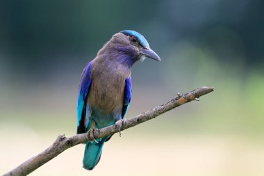 Çinhindi Yuvarlağı 'na yakın, güzel gri, mavi ve yeşil kuş ağaç dalına tünemiş, egzotik doğayı ortaya çıkarıyor.
