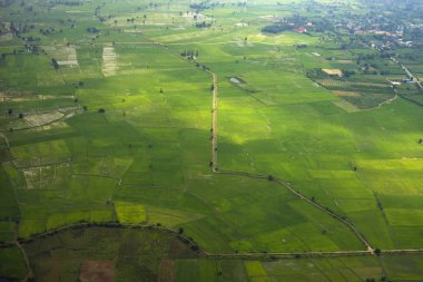 Yeşil pirinç alan üst görünümden yol geç git ile 