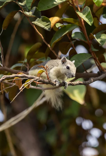 Esquilo Tropical Branco Olhando Árvore — Fotografia de Stock