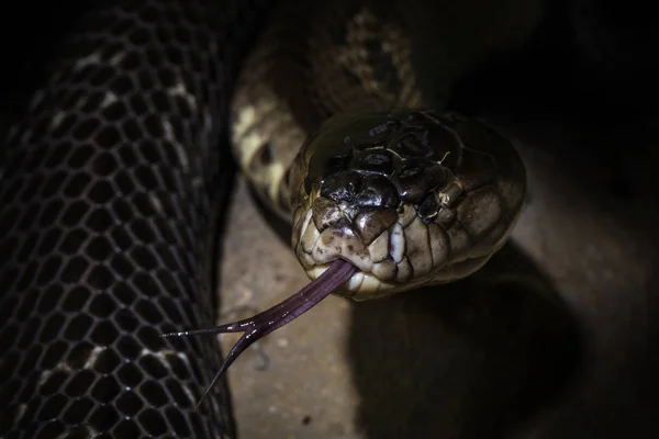A cobra snake in tongue shot with dark atmospher — Stock Photo, Image
