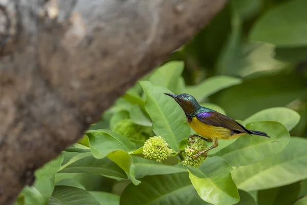 Цветущая коричневая птица на цветочном дереве в саду — стоковое фото