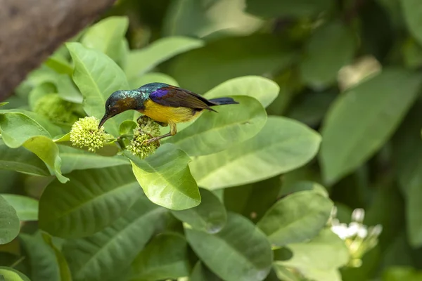 A színes barnatorkú nektármadár keres élelmiszer — Stock Fotó