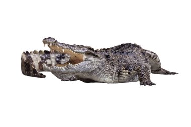 Bir açık Mount timsah tarama 