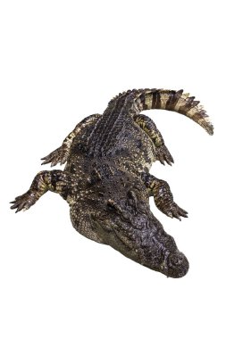 Bir timsah beyaz arka planda uzanmak