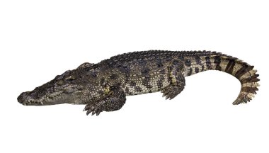 Beyaz üzerinde izole timsah yan görünümü