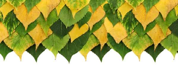 Autumn poplar leaves — Stock Photo, Image