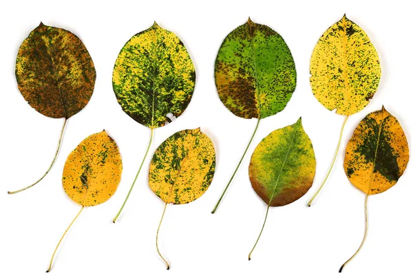 Herfst bladeren van een peer — Stockfoto