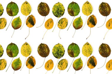 beyaz arka plan üzerinde bir armut sonbahar yaprakları