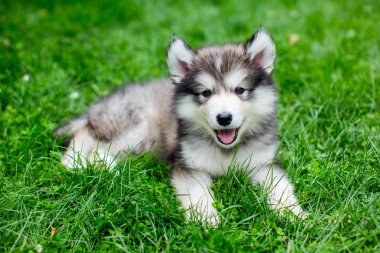 Alaskan malamute köpek yavrusu