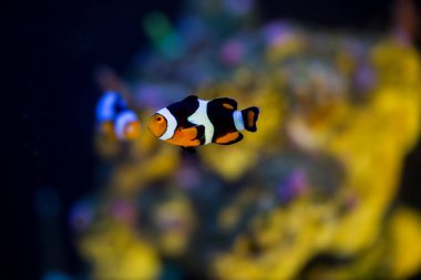 palyaço balığı yüzüyor